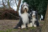 BEARDED COLLIE 442